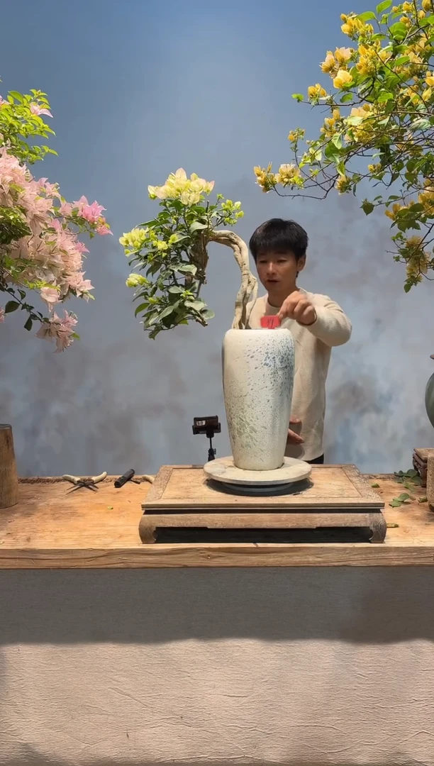 全部花朵·***?三角梅39