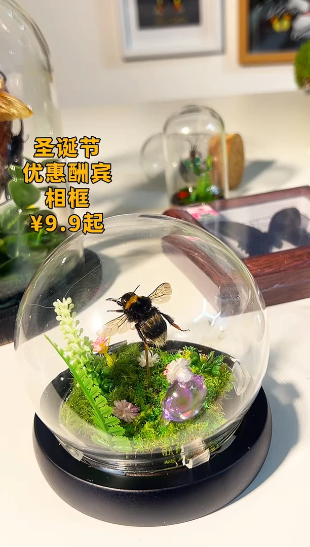 有机玻璃熊蜂营养不良的