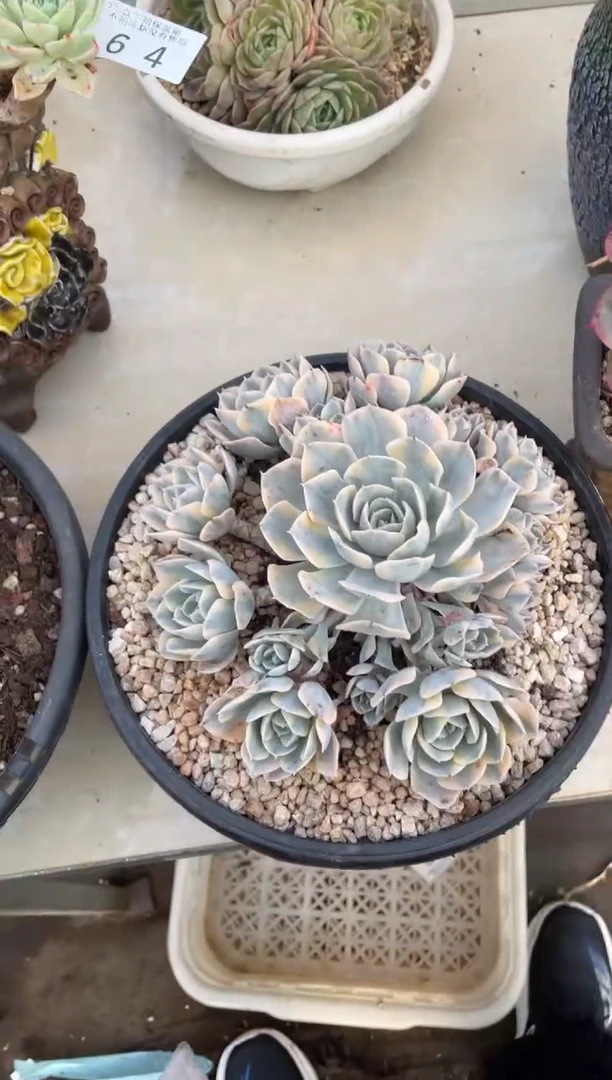 【闪购商品】65安娜玫瑰锦