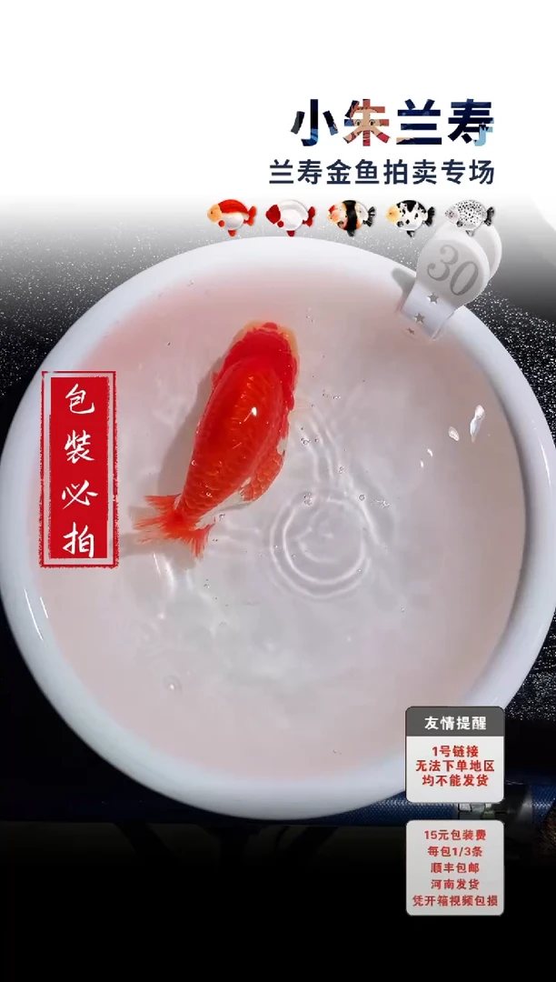金鱼包装必拍未拍顺丰到付30号