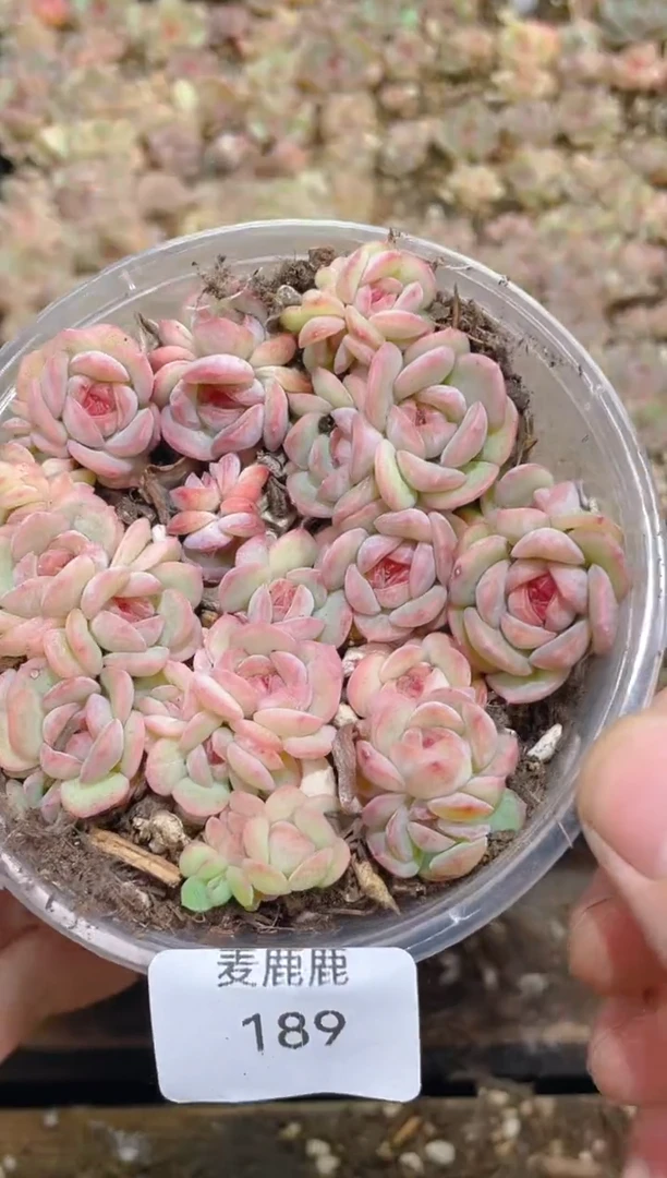 189琴心      量拍