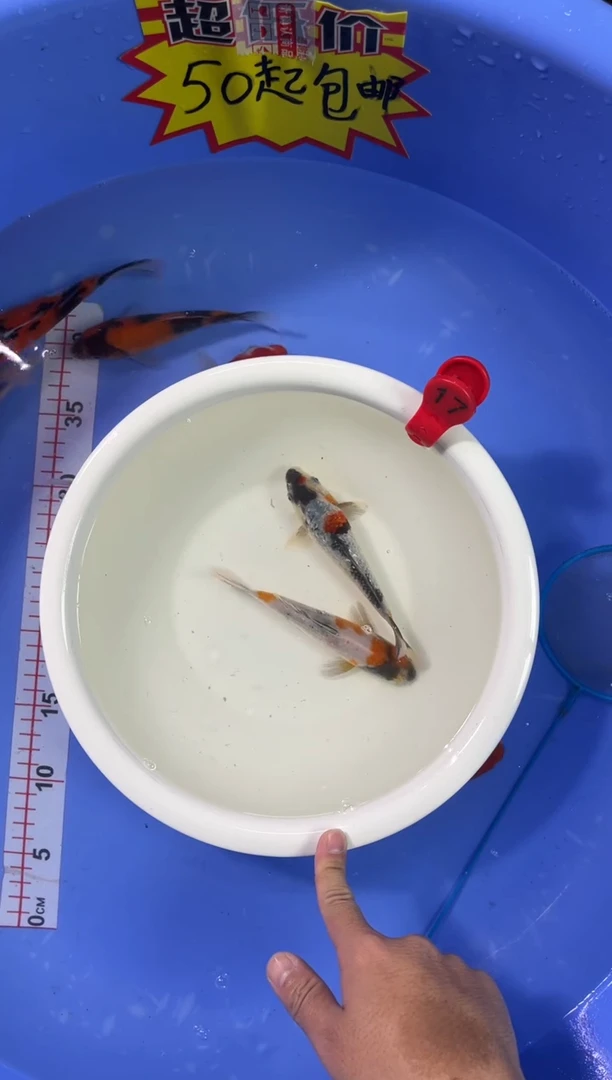 锦鲤活体二号链接