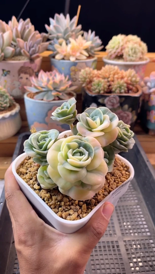 7.9-15可爱玫瑰锦111111111111