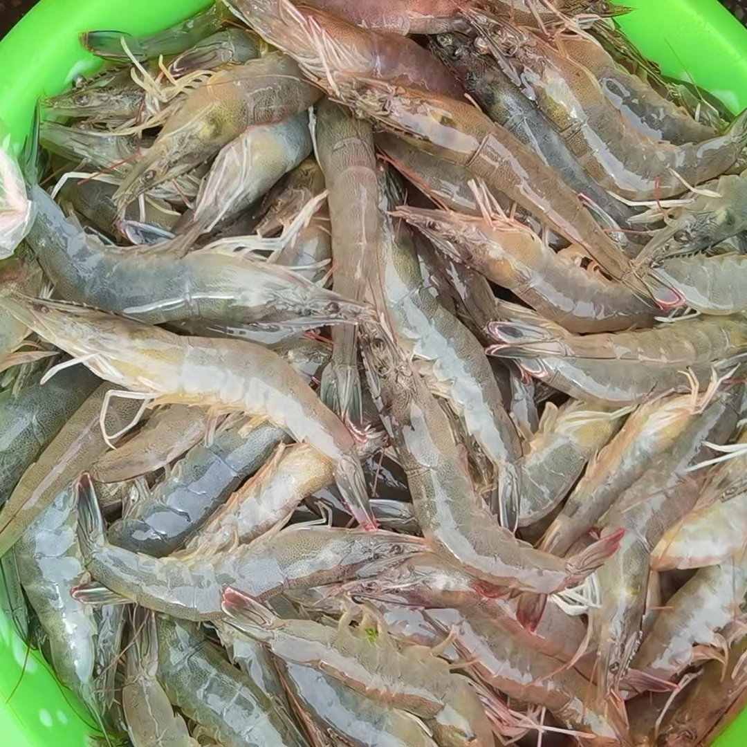 家御膳 对虾两斤左右/份