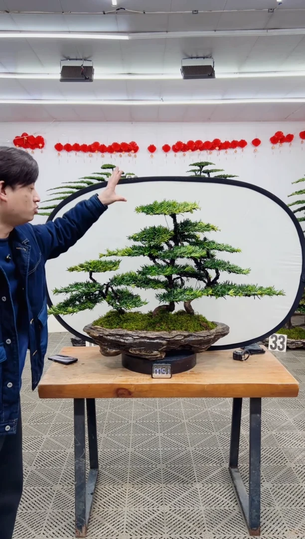 【闪购商品】盆景盆景