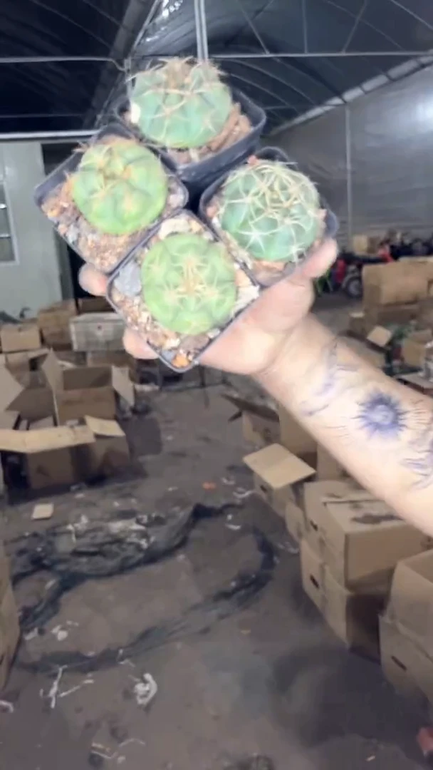 5颗 实生根 美花海王