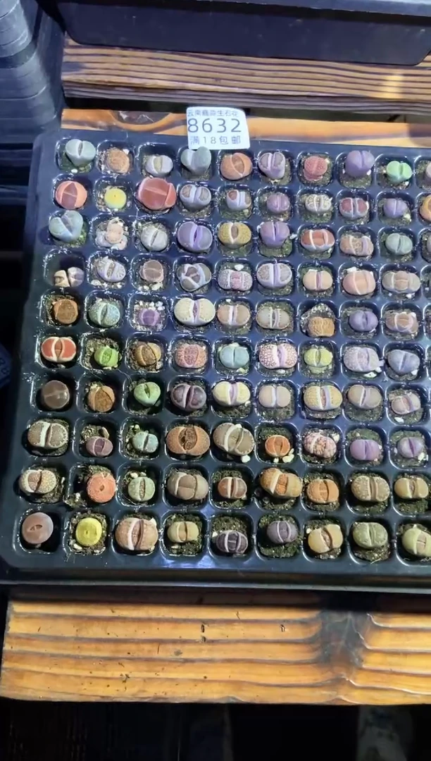 【闪购商品】8632特价彩色混合微瑕发货10颗量拍