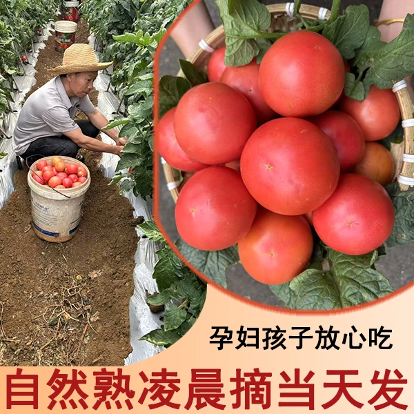 攀枝花农家沙瓤番茄非普罗旺斯新鲜生吃现摘蔬菜露天自然熟西红柿
