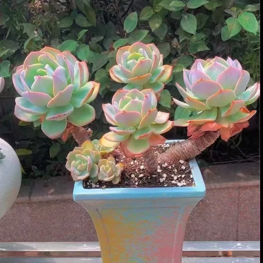 云南地栽白凤大老桩