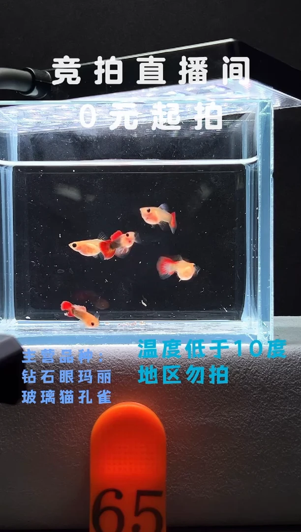 孔雀鱼红礼服玻璃猫5只编号65