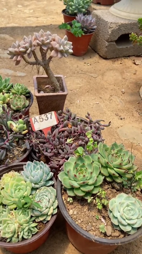A537闪购清风花木兰多肉组合脱土发货