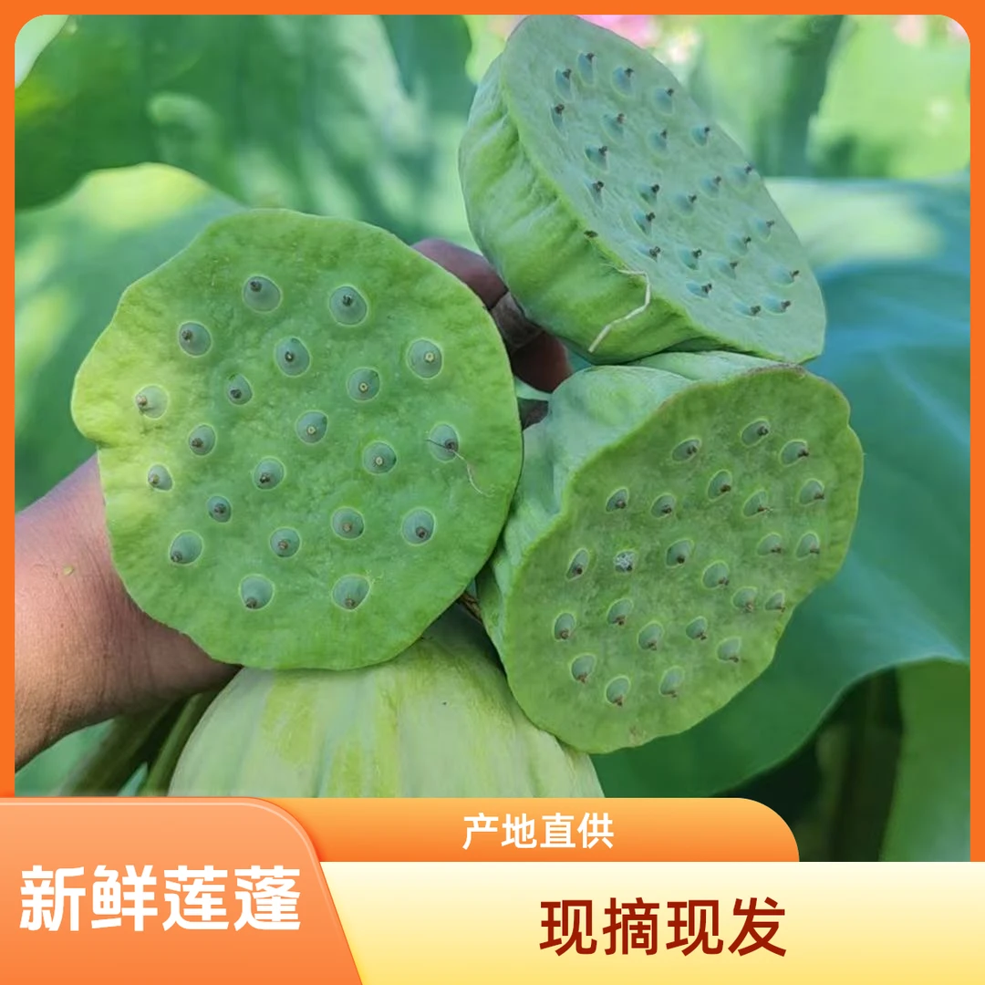 新鲜莲子莲蓬湖南湘莲现摘现发生吃孕妇儿童水果莲米莲蓬新鲜生吃