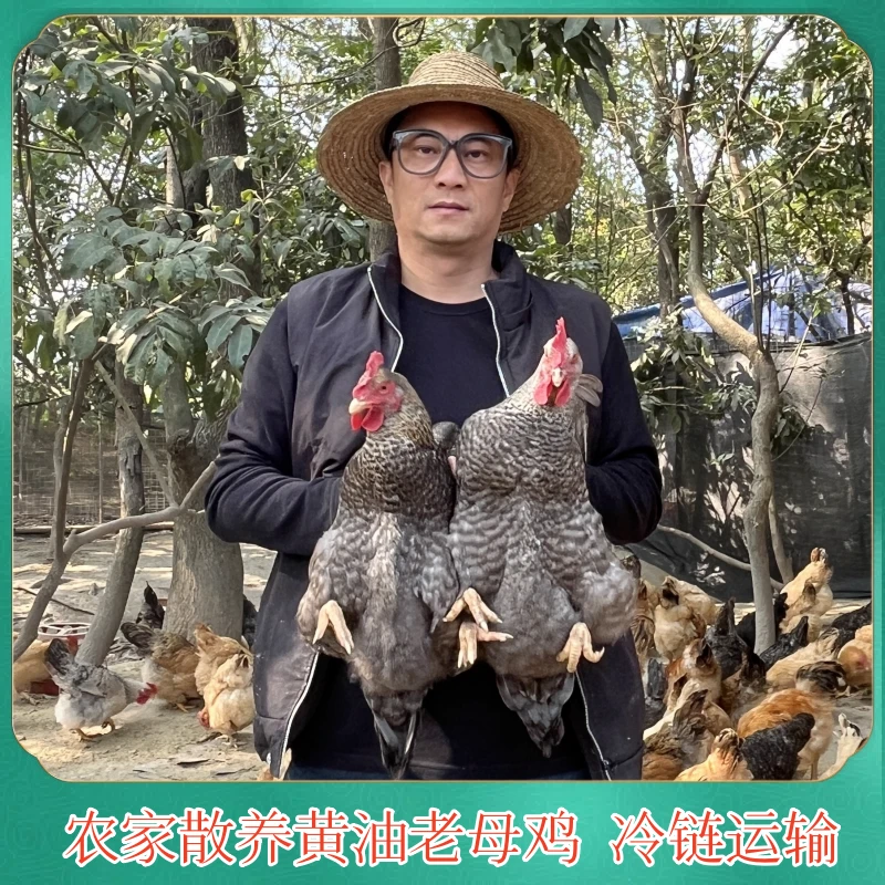 【耕田佬A】放养500天芦花鸡 发2只净重共4斤 带内脏