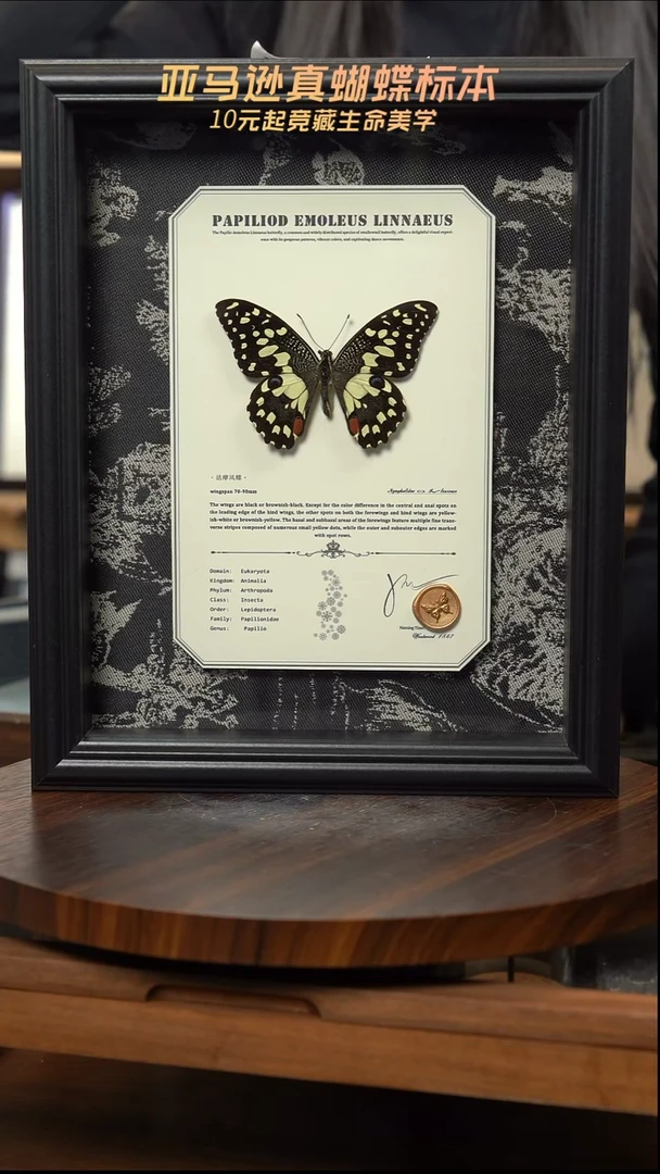 达摩凤蝶10寸新款布艺