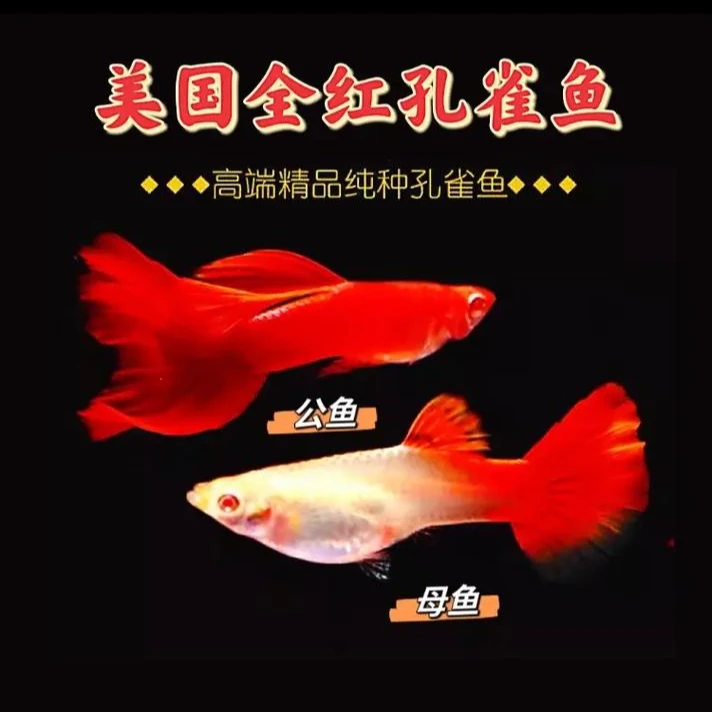 精品全红孔雀鱼小型热带适合新手皮实小鲫鱼好冷水鱼小鱼斑马鱼