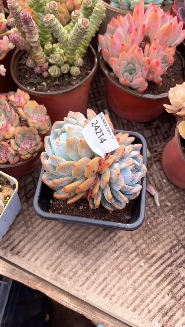 重**发多肉植物一物一拍24214