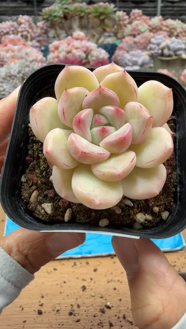 东云多肉园二店-616