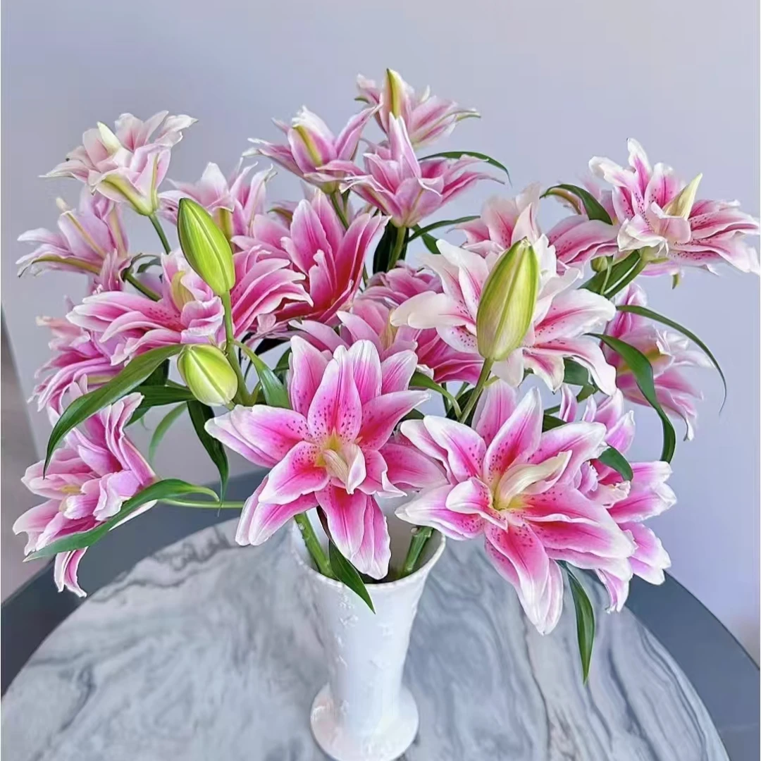 【产地直发】【奥林匹克】重瓣 百合 一单包邮