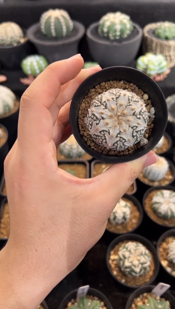 K*实生根星兜编码