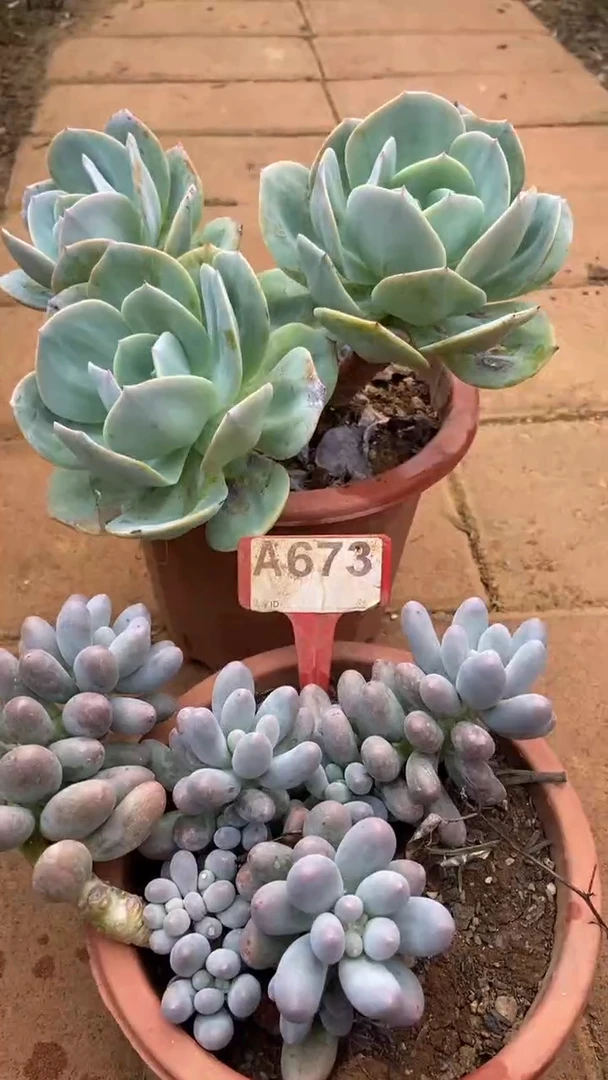 A673闪购清风花木兰多肉组合脱土发货