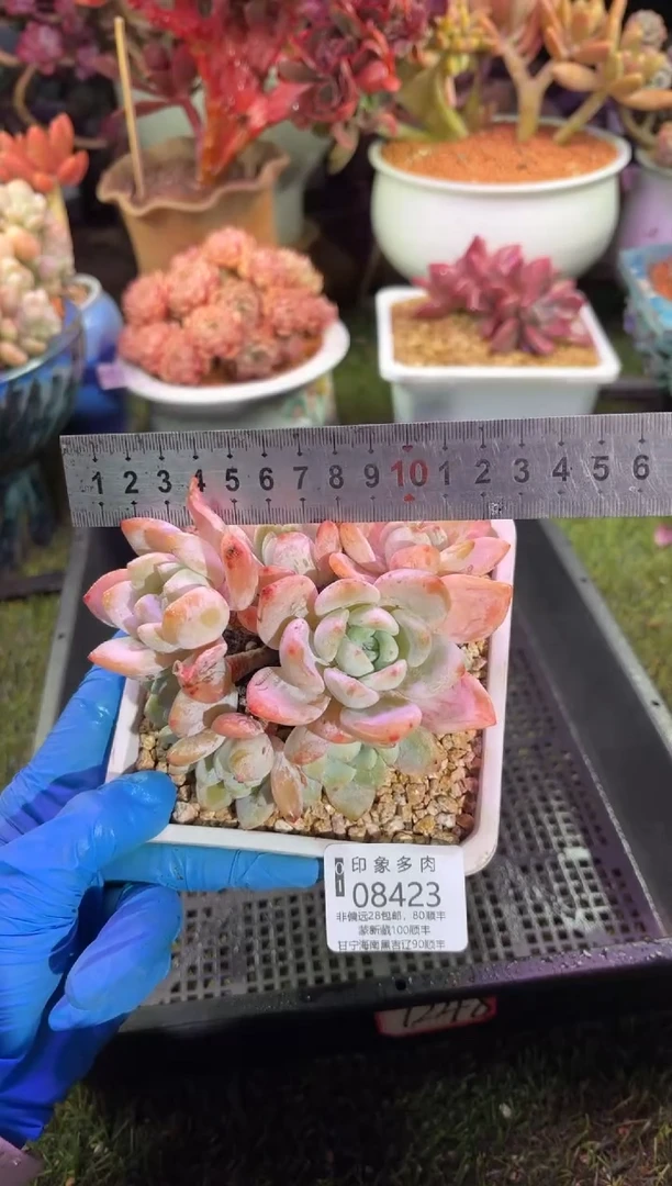 【闪购商品】08423