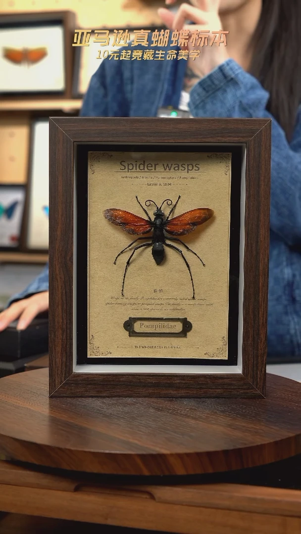 蛛蜂标本8寸复古框
