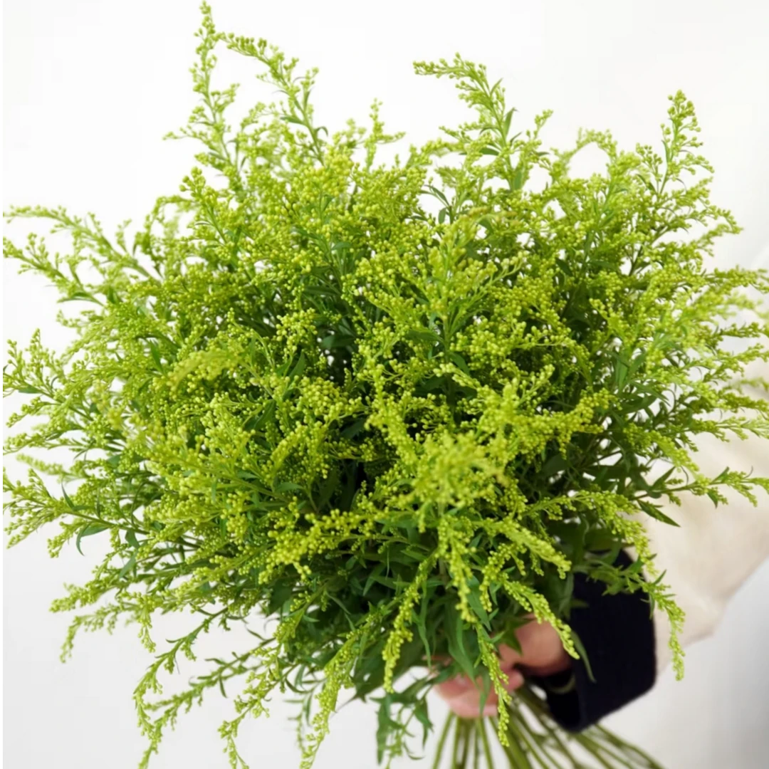 【任意2单顺丰包邮】黄莺草10枝 鲜切花家庭生活鲜花