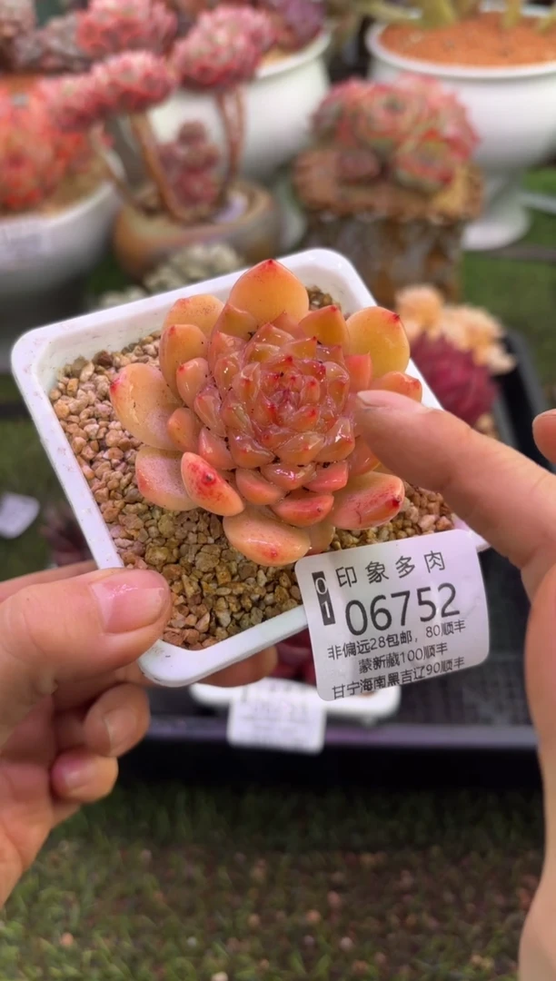 【闪购商品】06752