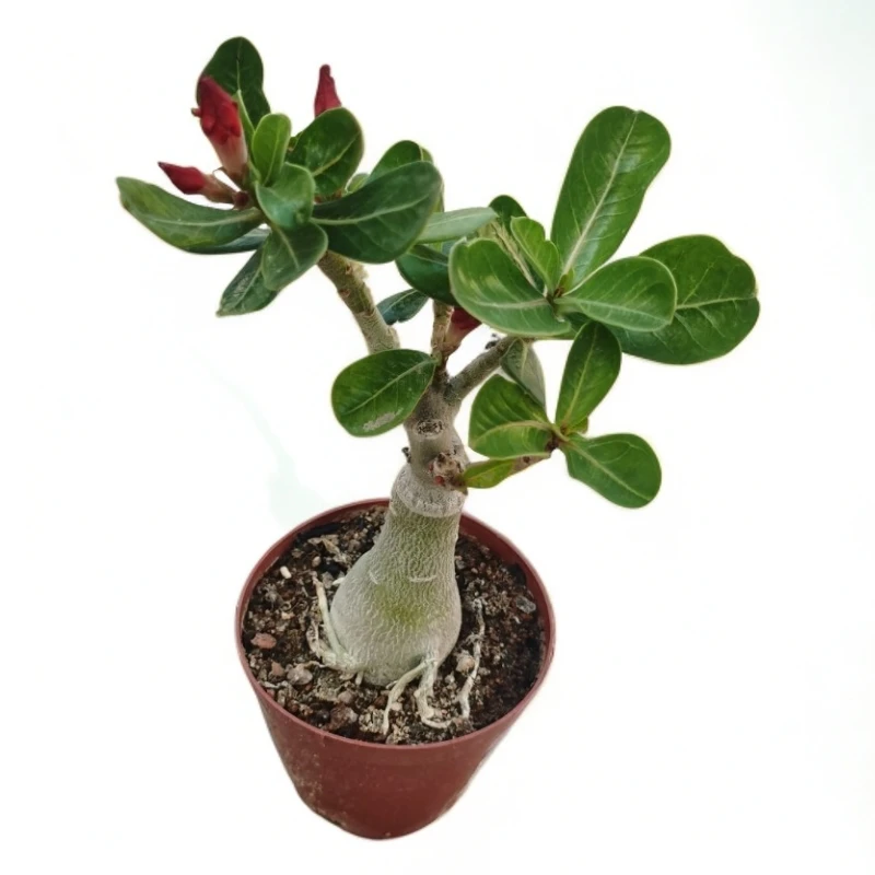 沙漠玫瑰花小苗盆栽带花苞发货庭院阳台好养花卉绿植沙漠玫瑰