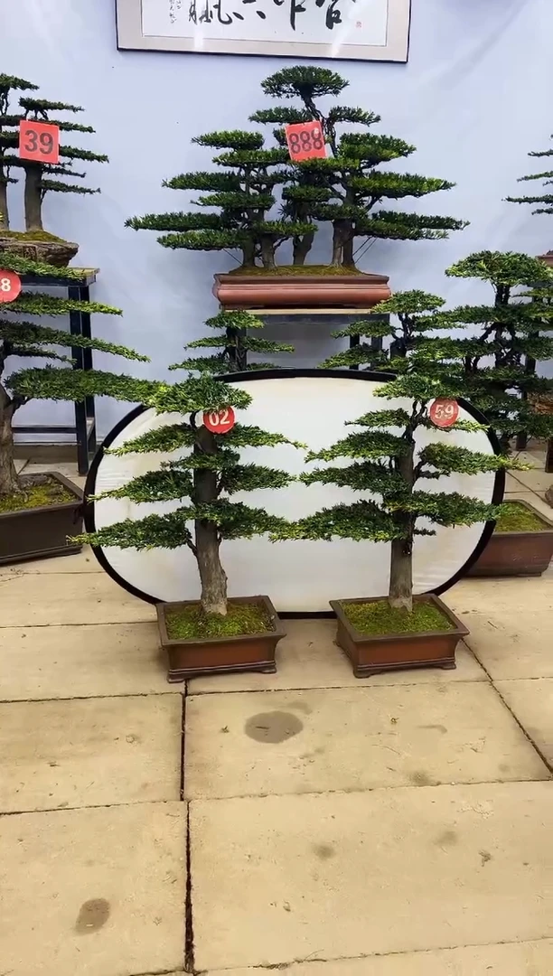 【闪购商品】高端盆景一物一拍，所见即所得