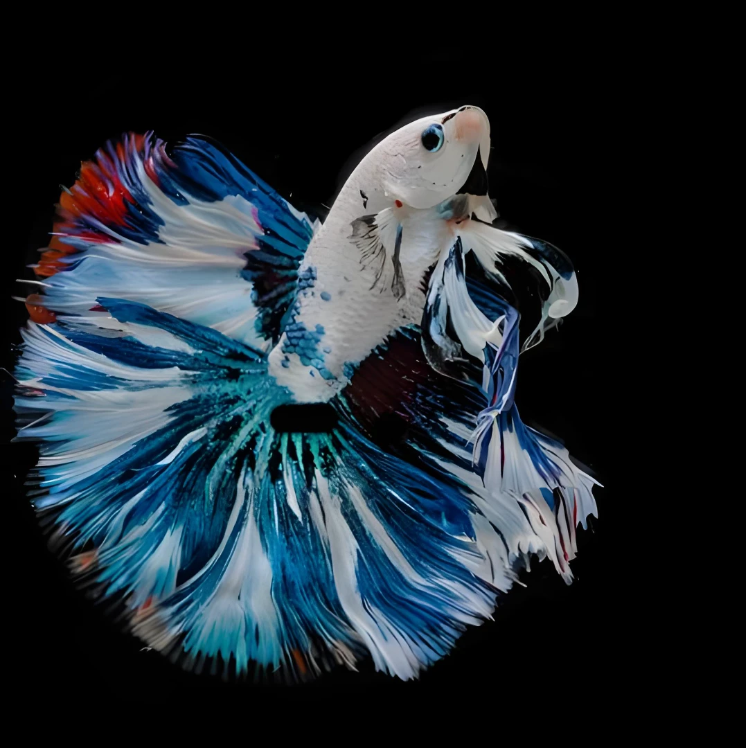 精品斗鱼0米起拍2米一加