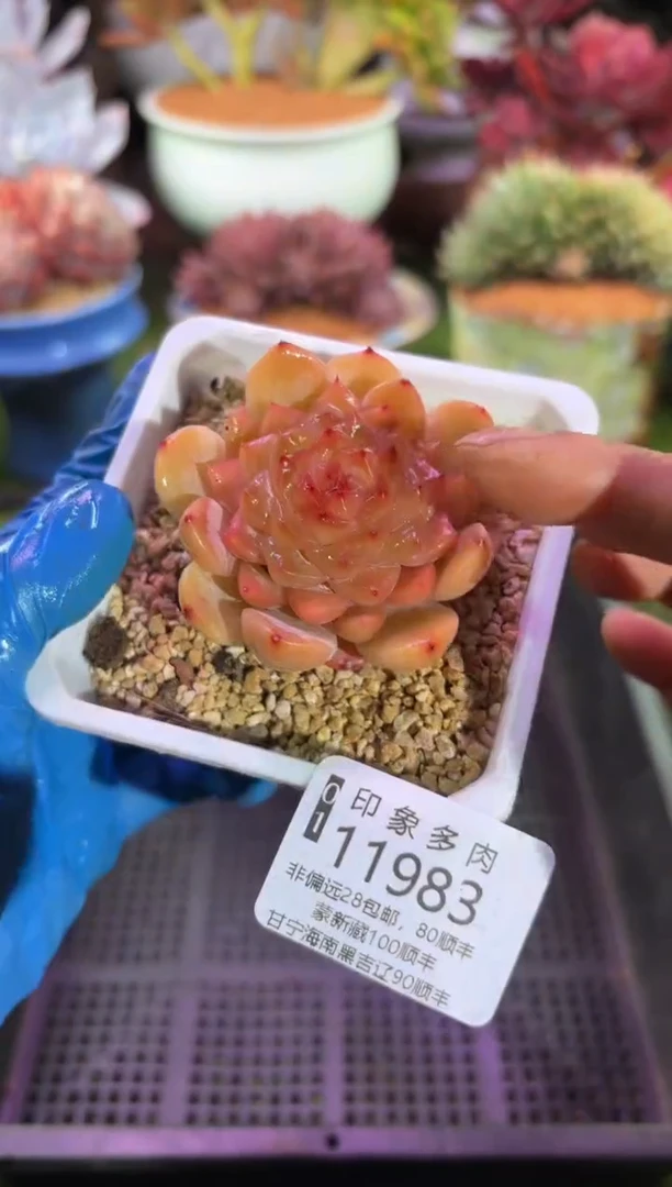 【闪购商品】11983