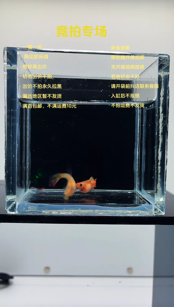 孔雀鱼皇家落日短C一对-59