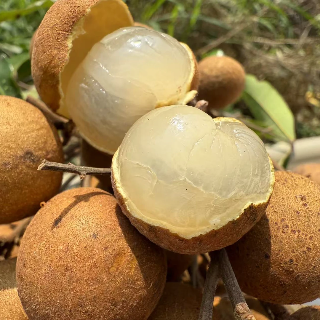 新鲜海南龙眼脆甜多汁桂圆热带水果当季现摘孕妇适宜储粮龙眼顺丰