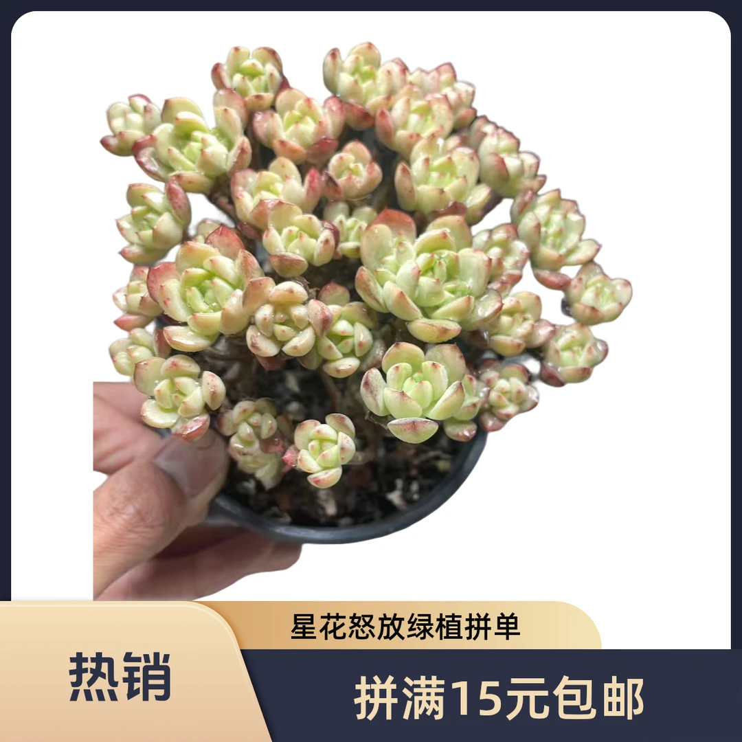 提拉米苏拼满15元包邮星花怒放阳台露台办公室绿植植