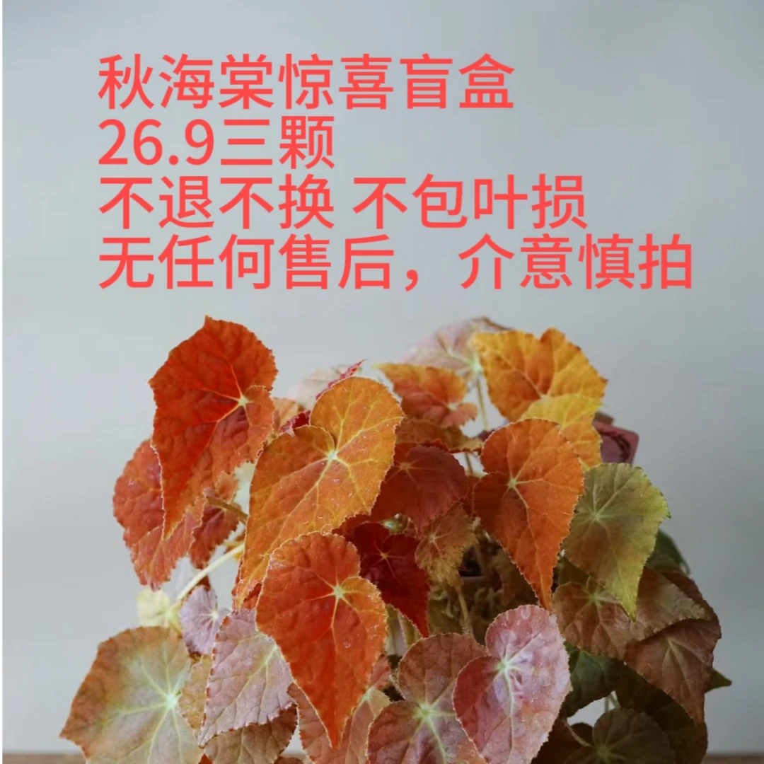 秋海棠 惊喜盲盒 随机品种 无任何售后，介意慎拍