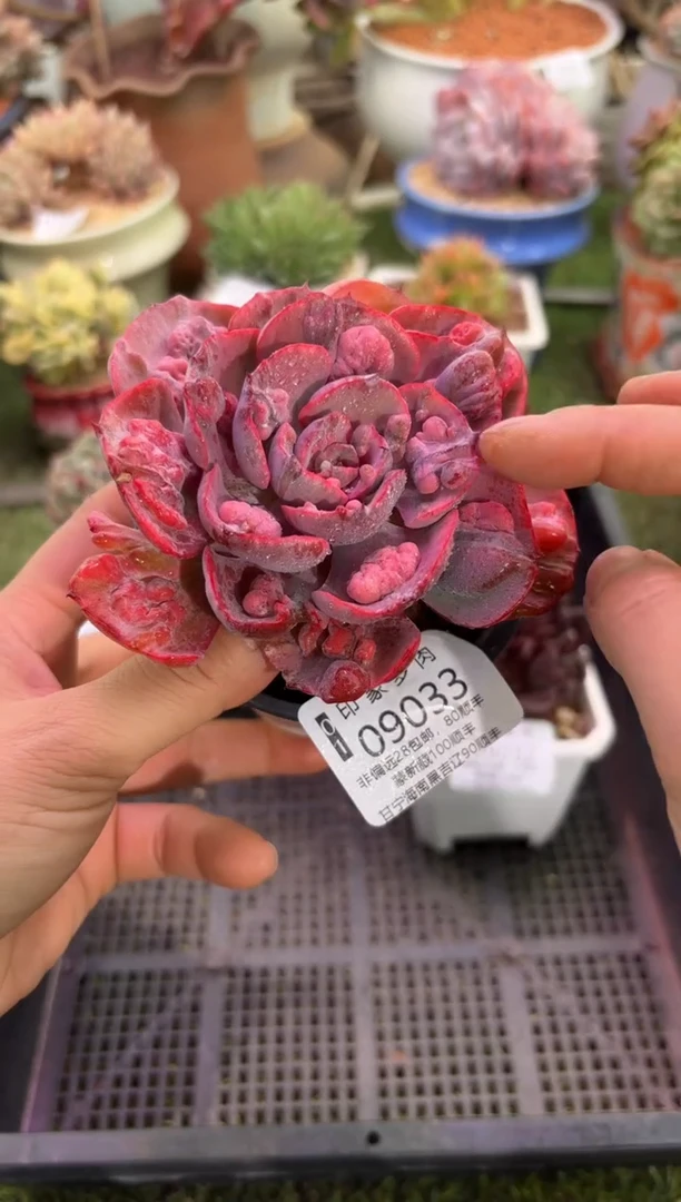 【闪购商品】09033