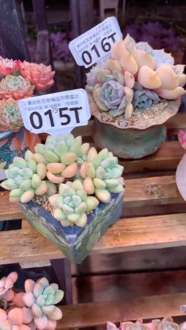 015T（一物一拍实付满28发货，默认不带盆土）