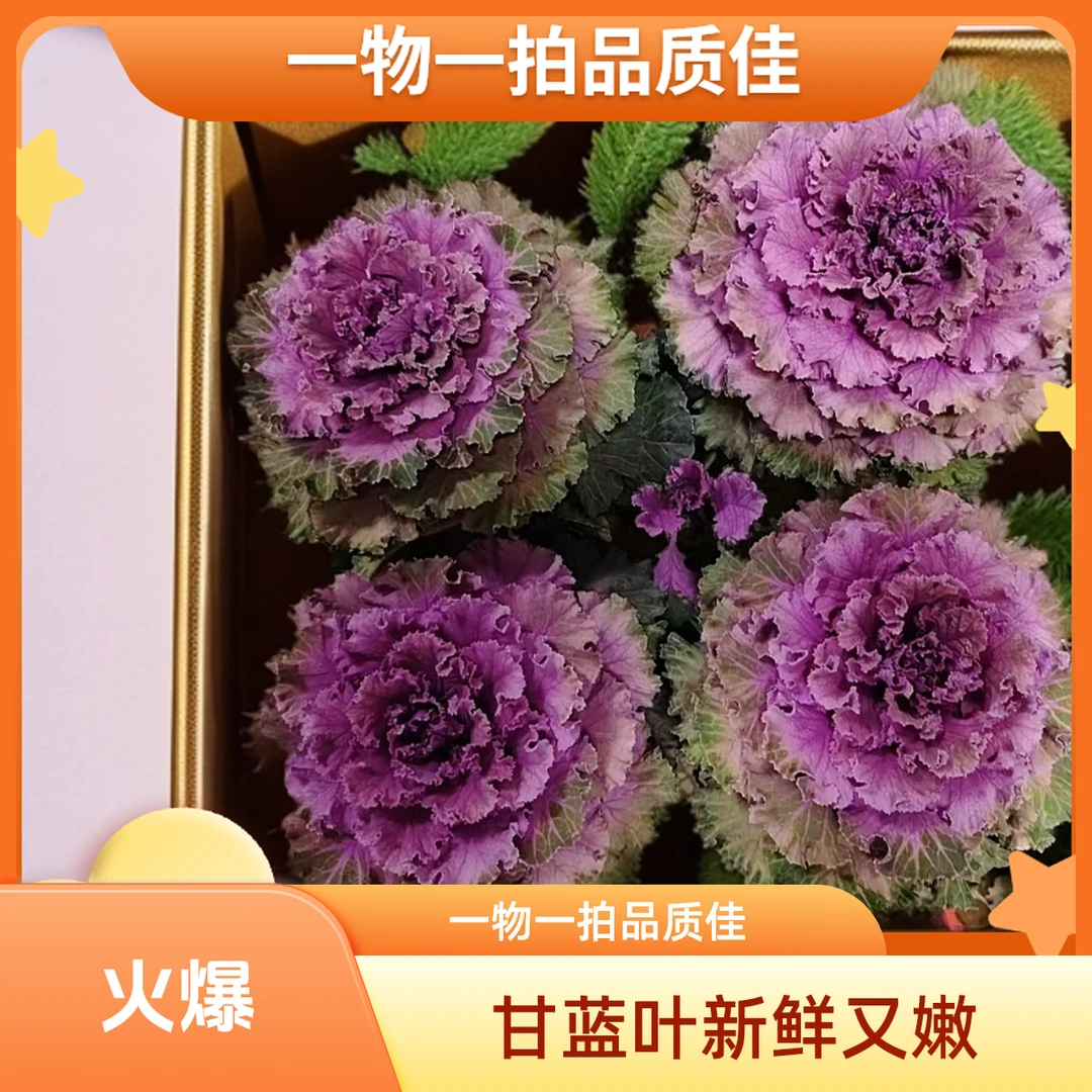 新鲜羽衣甘蓝嫩叶蔬菜健身轻食榨汁沙拉食材摆件