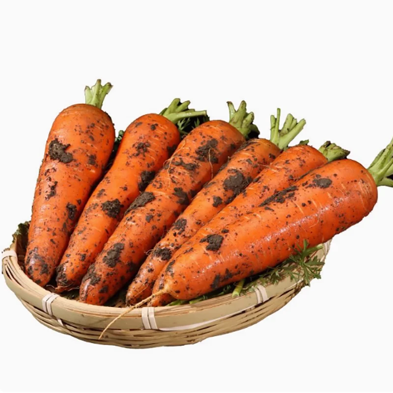 [韩书记推荐 ]新鲜胡萝卜