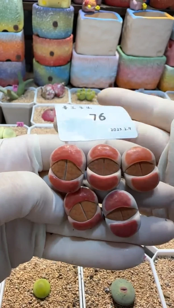 【闪购商品】25.2.9-76薇薇