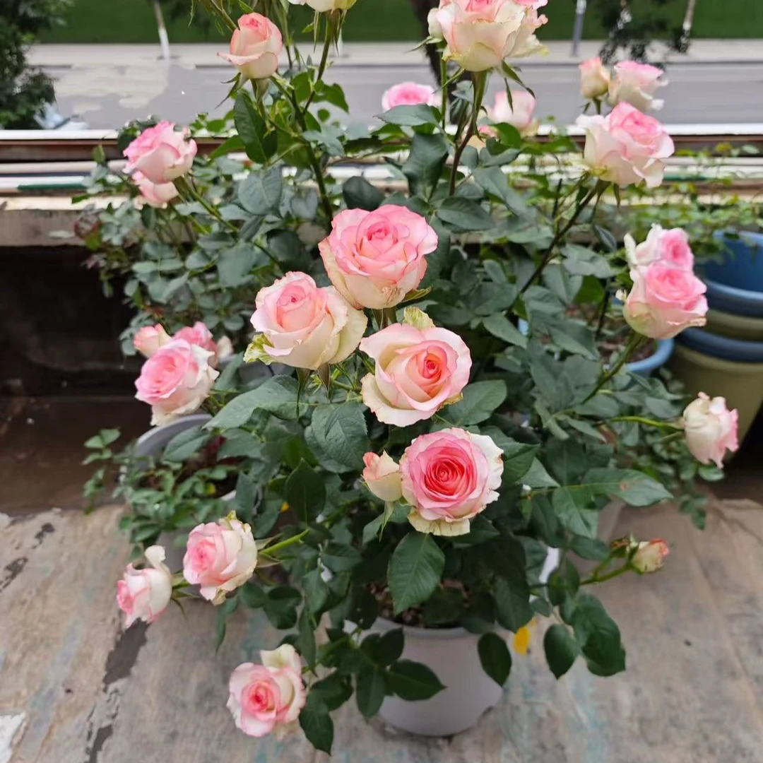 艾莎月季花苗开花灌木浓香切花月季庭院阳台花卉盆栽玫瑰四季