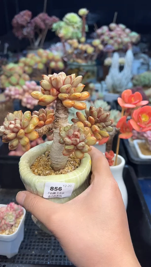 【闪购商品】856不带盆