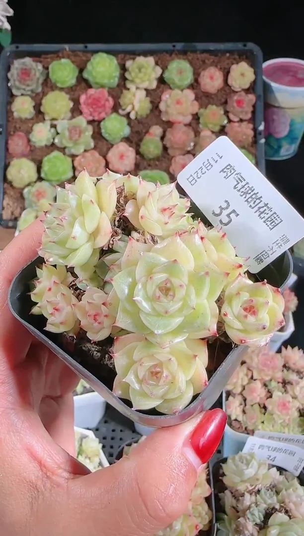 1122-35群生不包整
