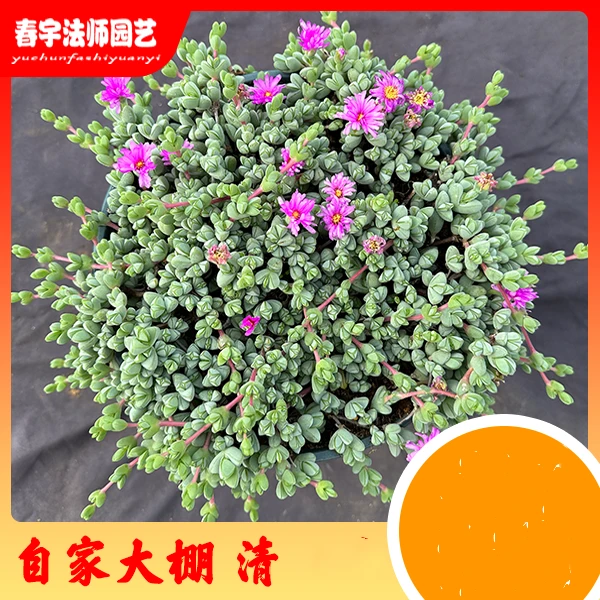 遇见法师一物一拍