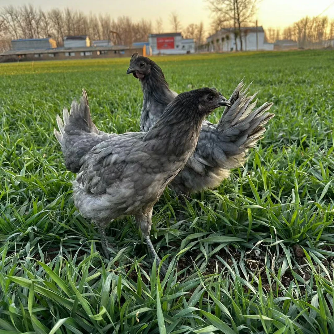 农家散养瓦灰鸡整鸡冷链包邮（直播间为准）