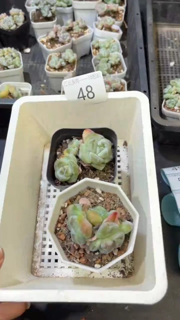 48号到手1框-江北一物一拍