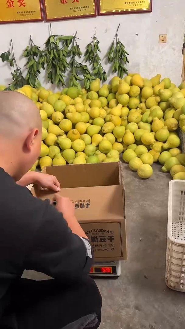 真龙柚长寿沙田柚1.5斤-1.7斤 6个 大果 送2个小果 含箱子13.9斤