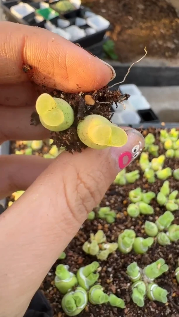 【闪购商品】16-211