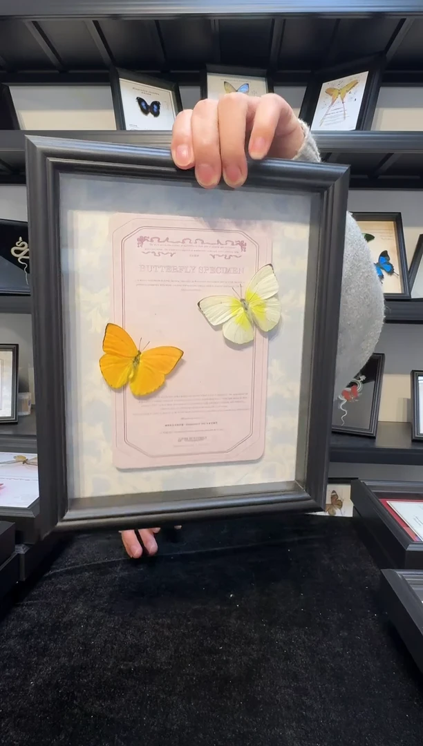 玻璃真实蝴蝶标本